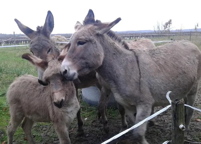 Bed & Breakfast La Cure Du Maine Charles
