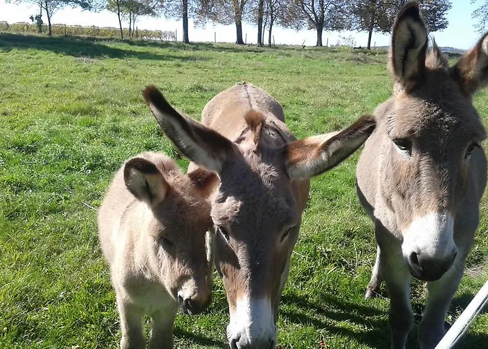 Bed & Breakfast La Cure Du Maine Charles 2*